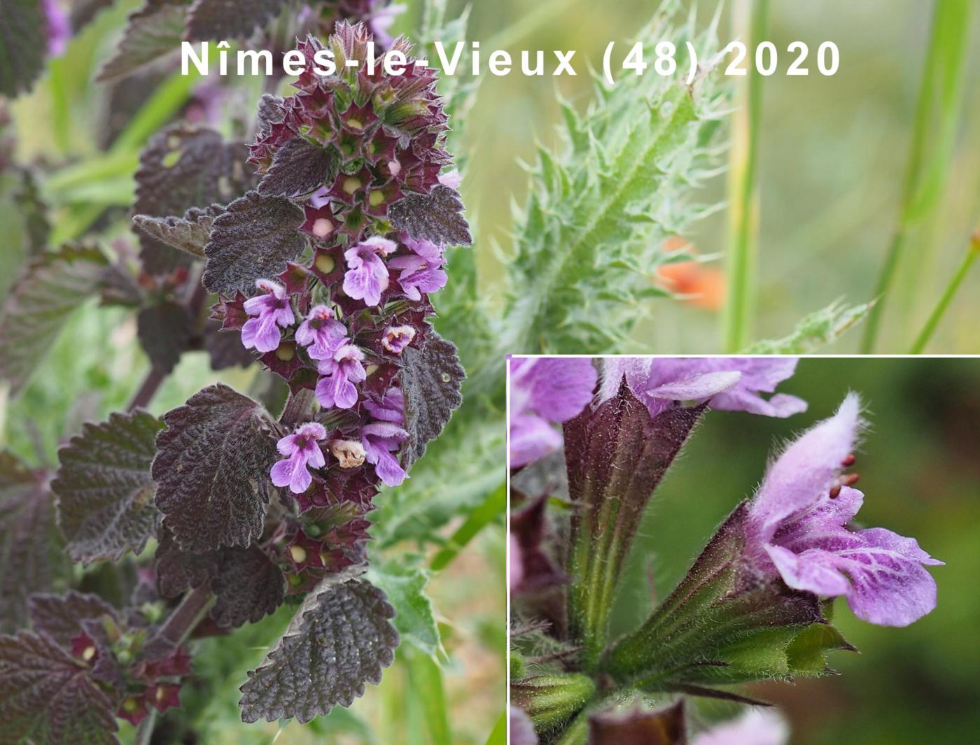 Horehound, Black  flower